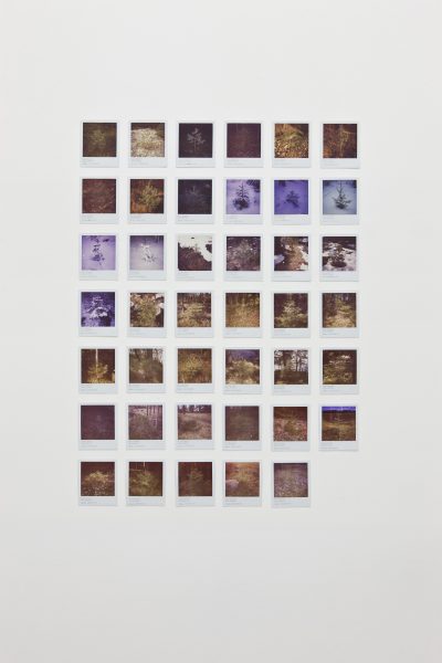 Meric Algun Ringborg, Untitled (tree top project), 2009-ongoing